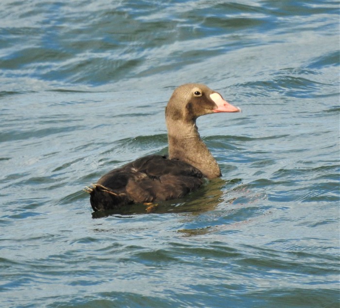 King Eider