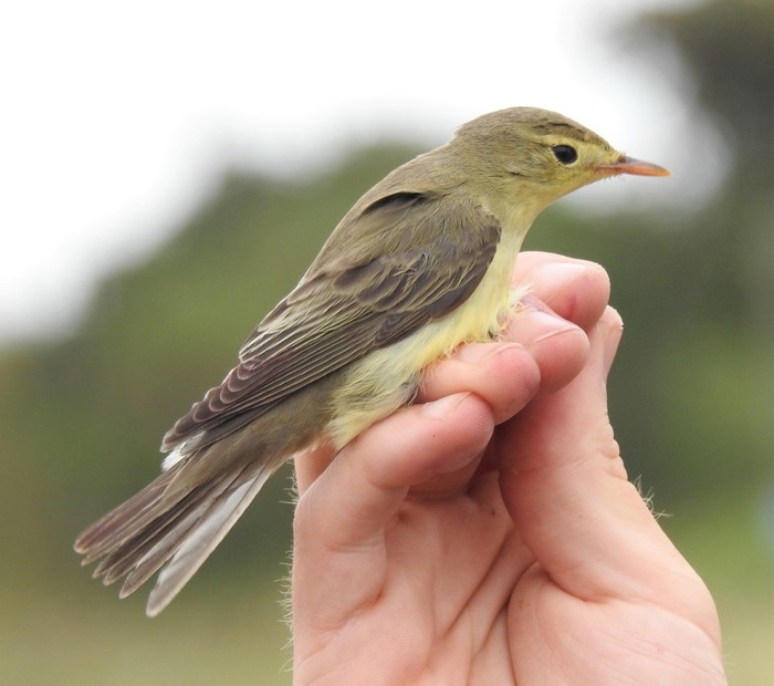 Icterine Warbler