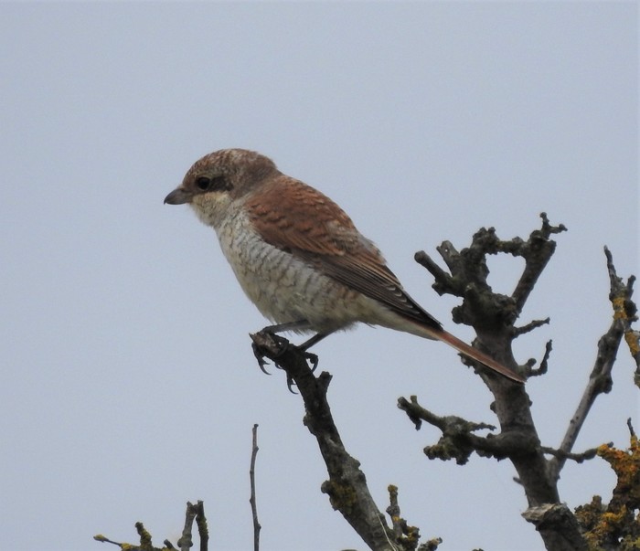Red-backed Shrike