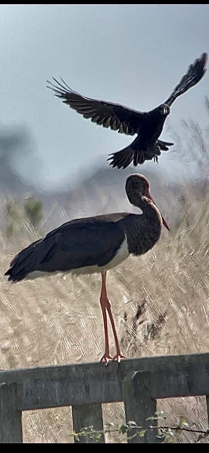 Black Stork
