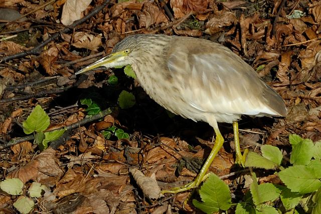 Squacco Heron