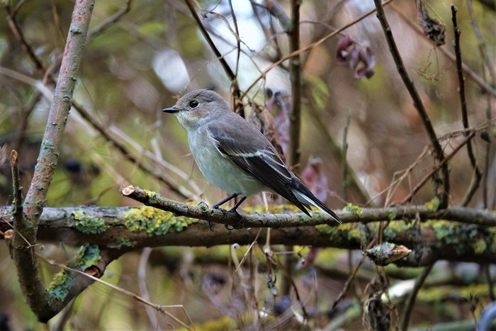 Pied Flycatcher
