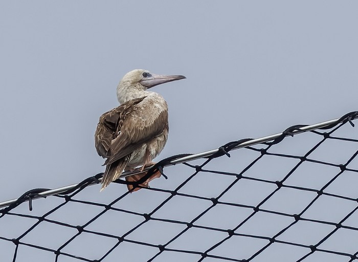 Red-footed Booby