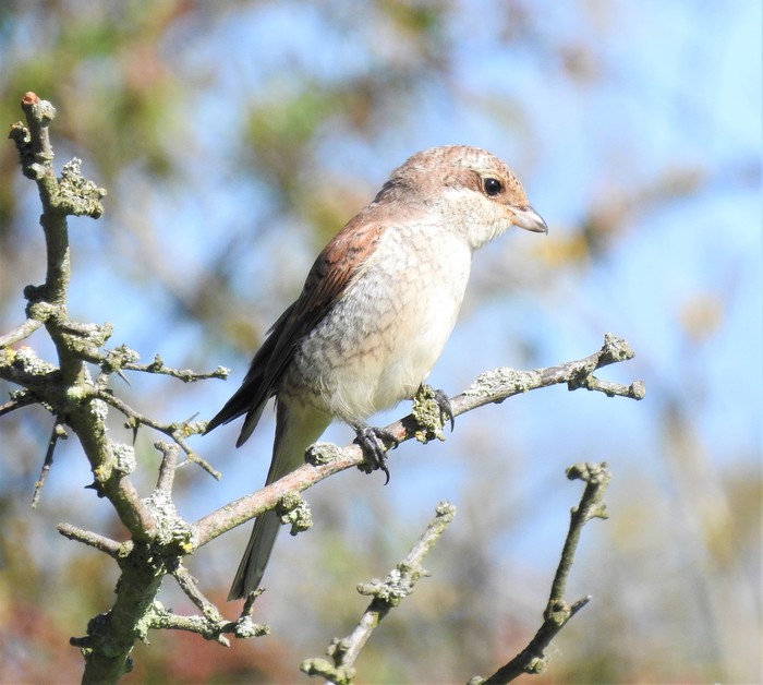 Red-backed Shrike
