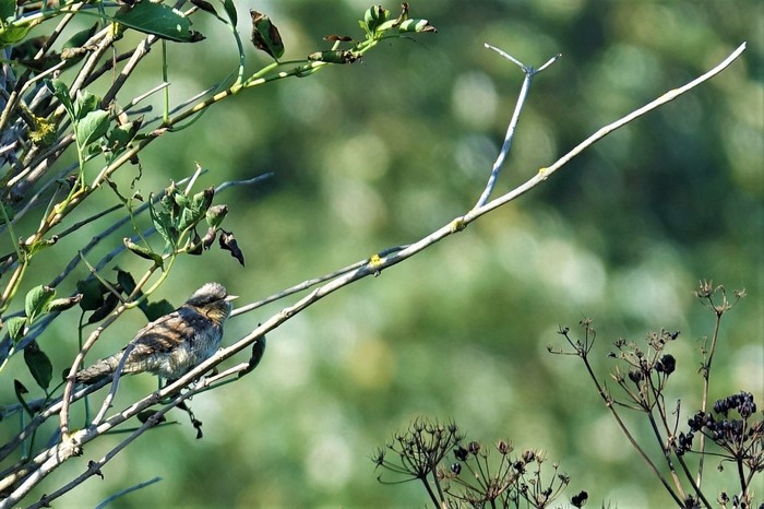 Wryneck