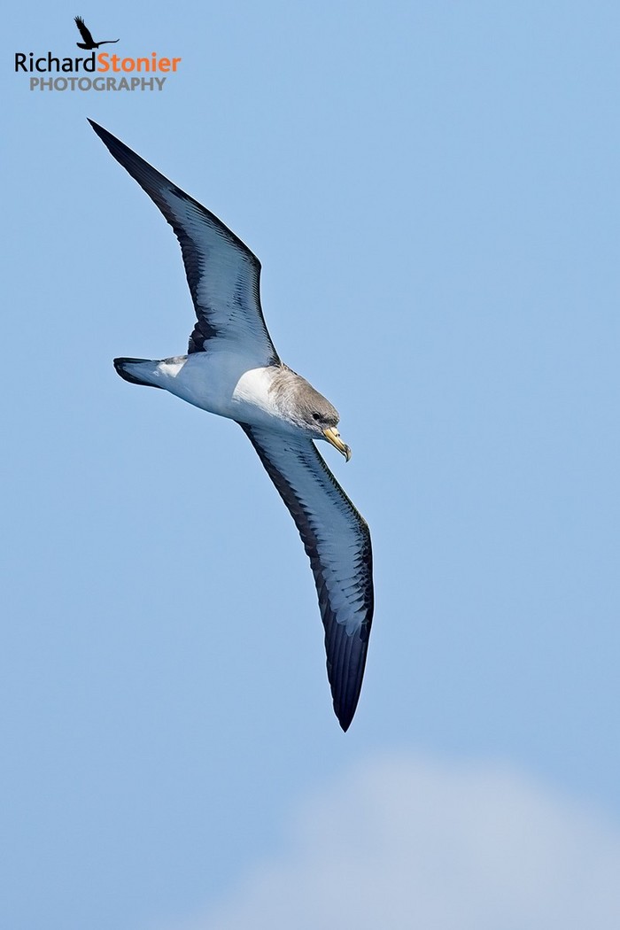 Cory's Shearwater