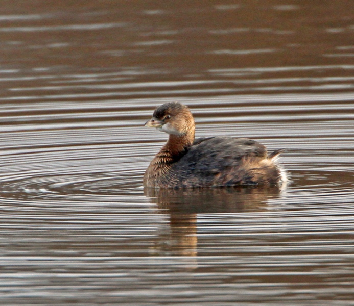 Pied-billed Grebe