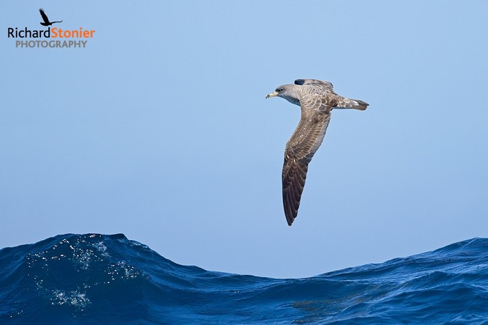 Cory's Shearwater