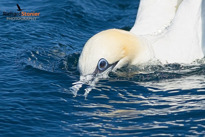 Gannet