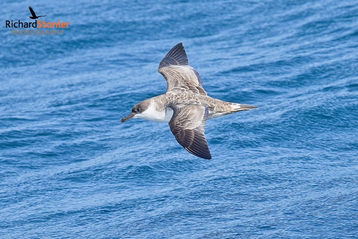 Great Shearwater
