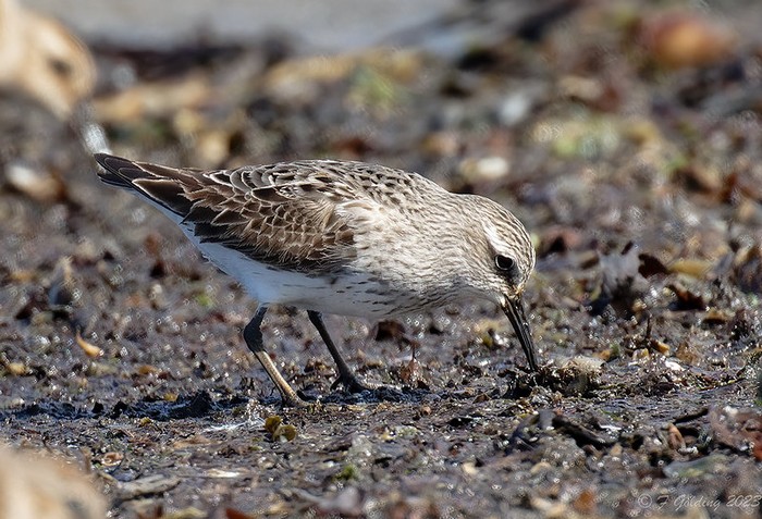 White-rumped Sandpiper