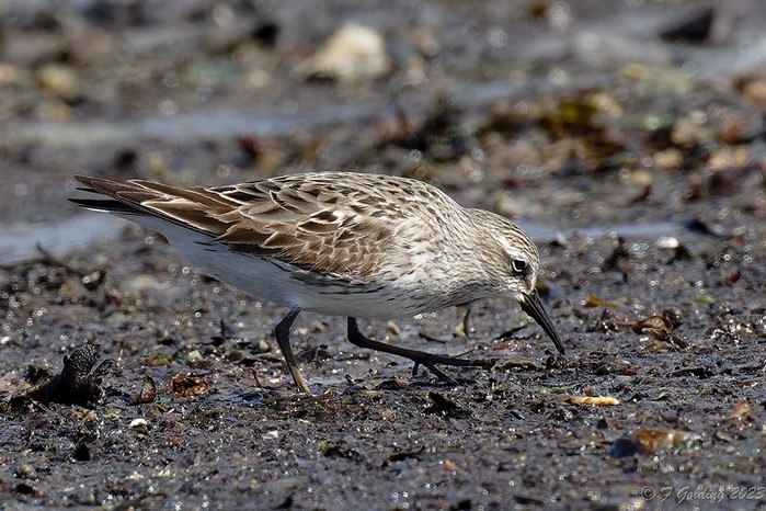 White-rumped Sandpiper
