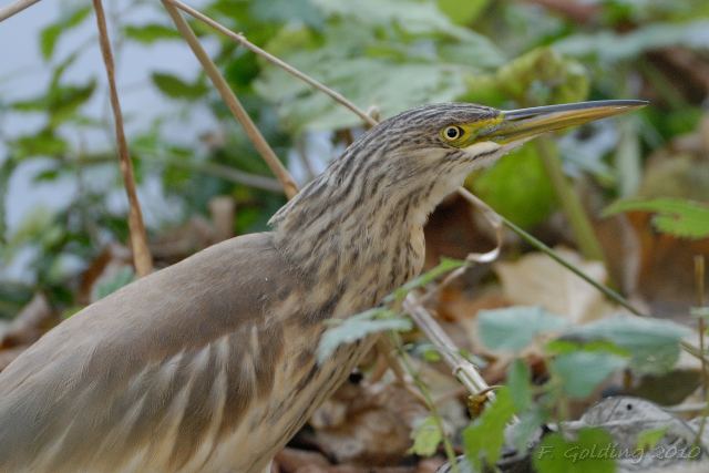 Squacco Heron