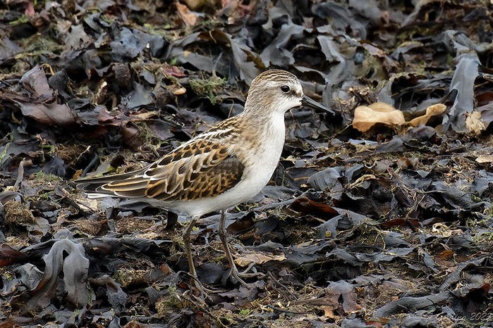 Little Stint