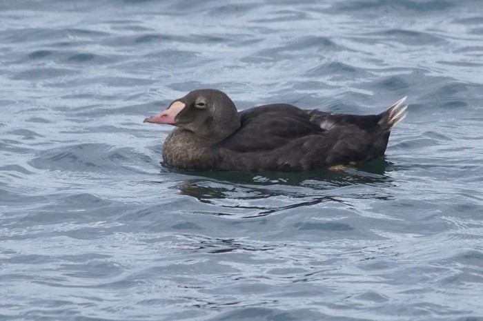 King Eider