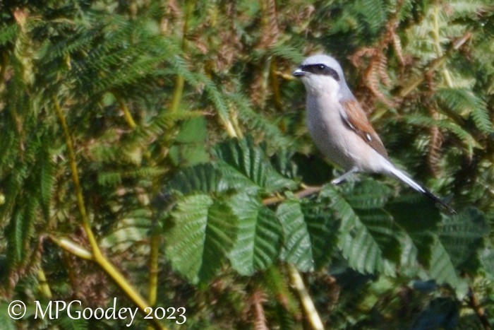 Red-backed Shrike