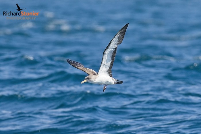 Scopoli's Shearwater