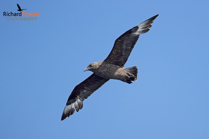 Great Skua
