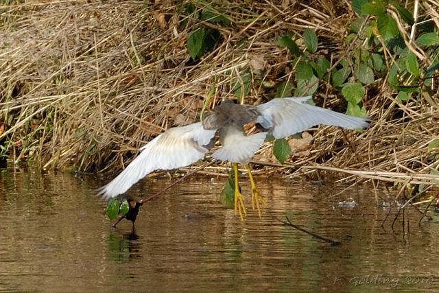 Squacco Heron