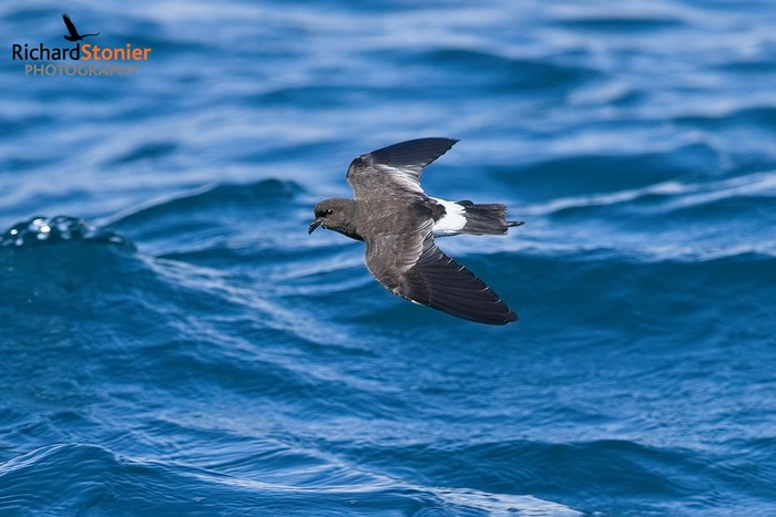 Wilson's Petrel