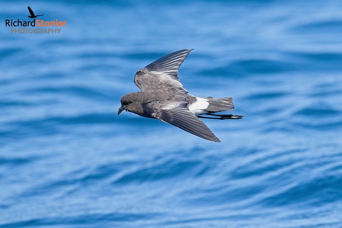 Wilson's Petrel