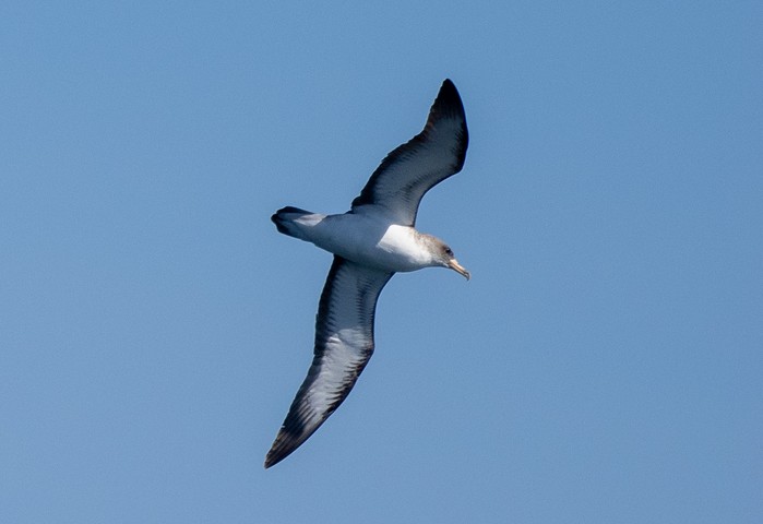 Scopoli's Shearwater