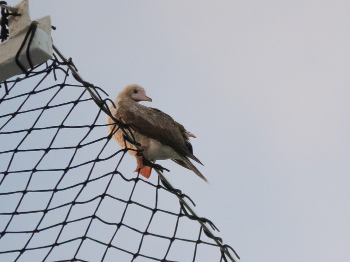Red-footed Booby