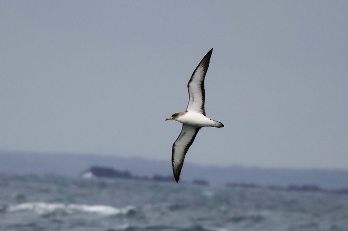 Scopoli's Shearwater