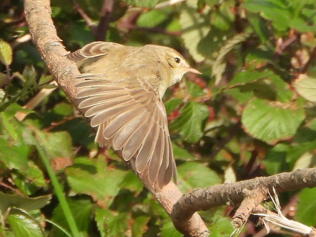 Booted Warbler