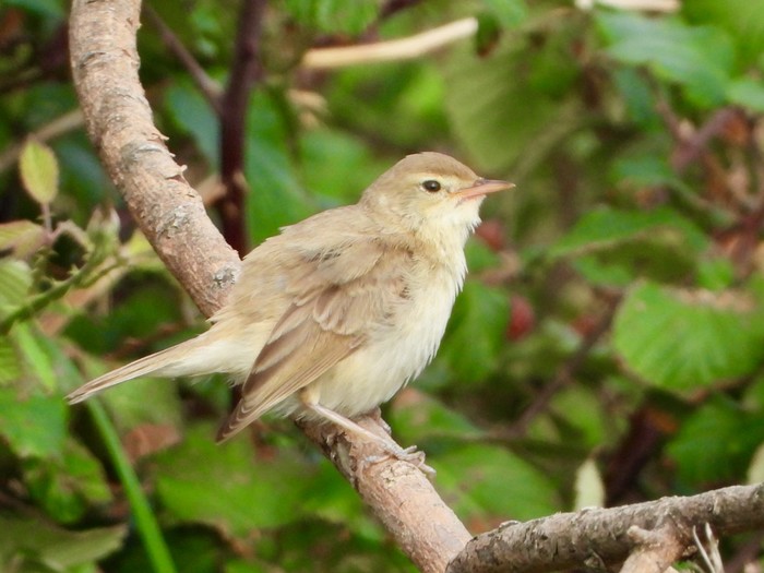 Booted Warbler