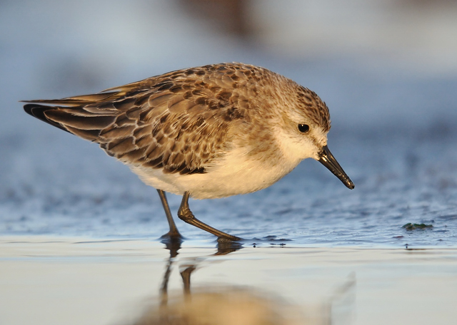 Semipalmated Sandpiper