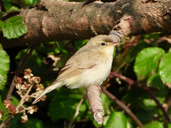 Booted Warbler