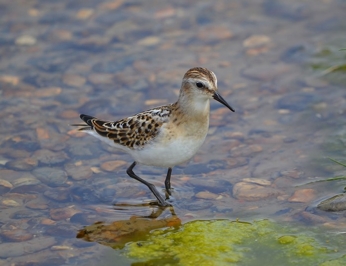 Little Stint