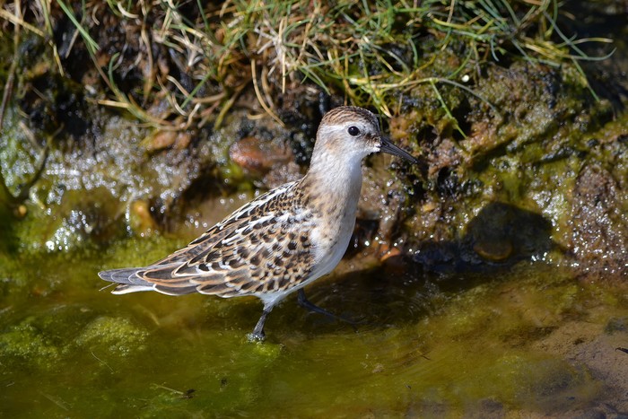 Little Stint