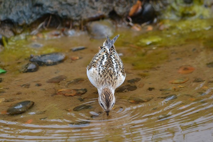 Little Stint