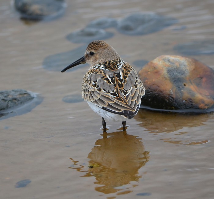 Dunlin