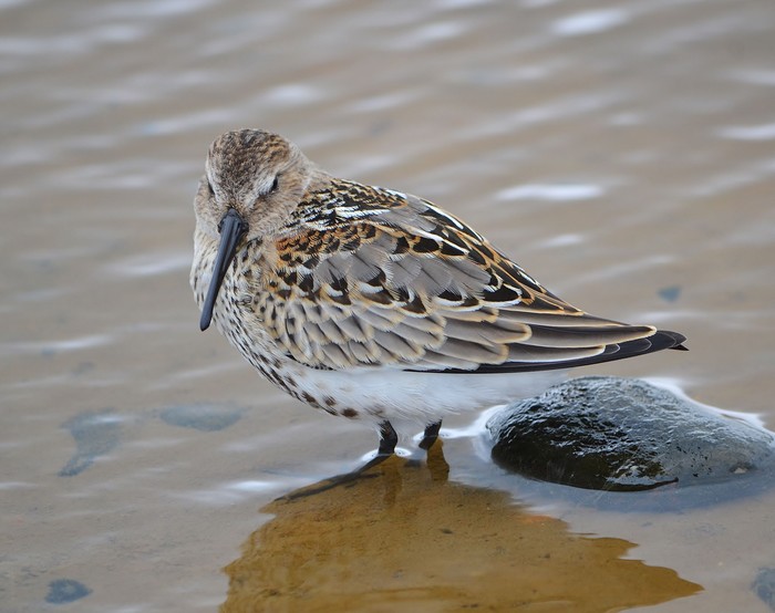 Dunlin