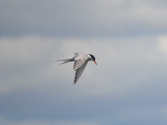 Common Tern