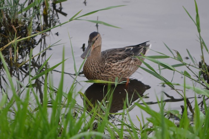 Shoveler