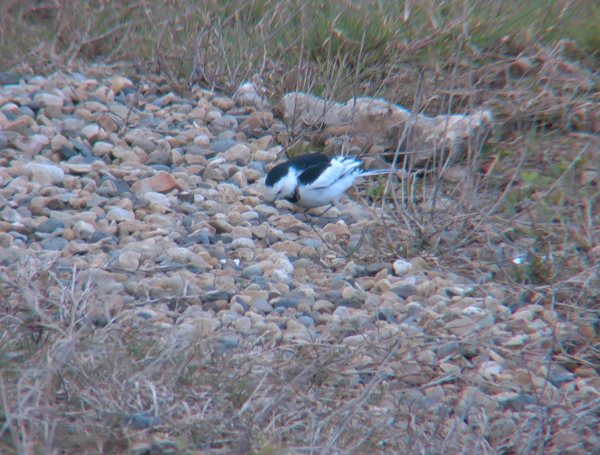 Amur Wagtail