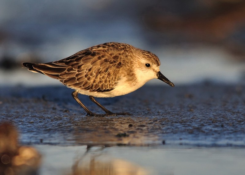 Semipalmated Sandpiper