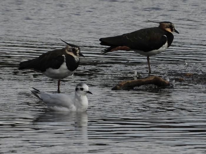 Little Gull