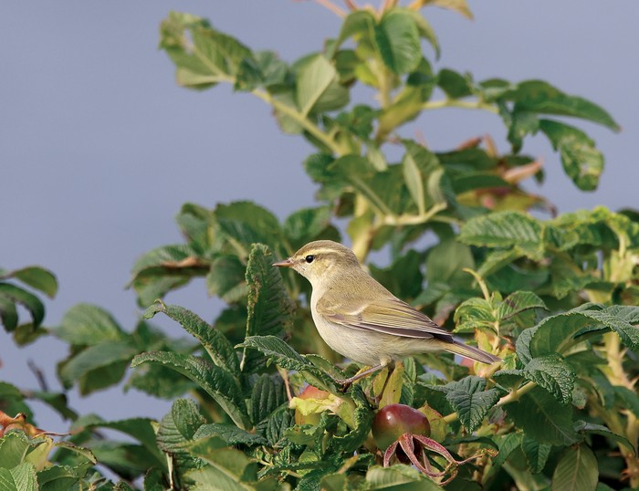 Greenish Warbler