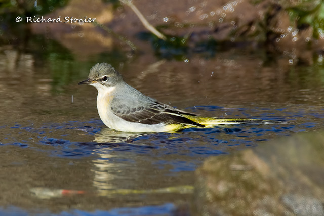 Grey Wagtail