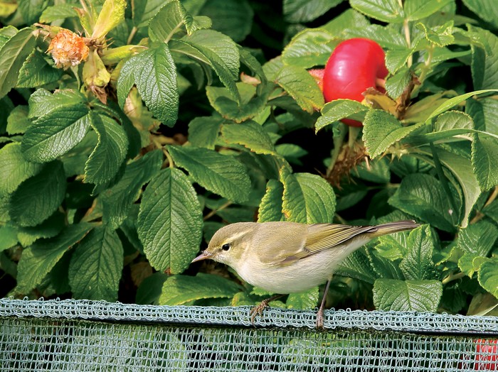Greenish Warbler