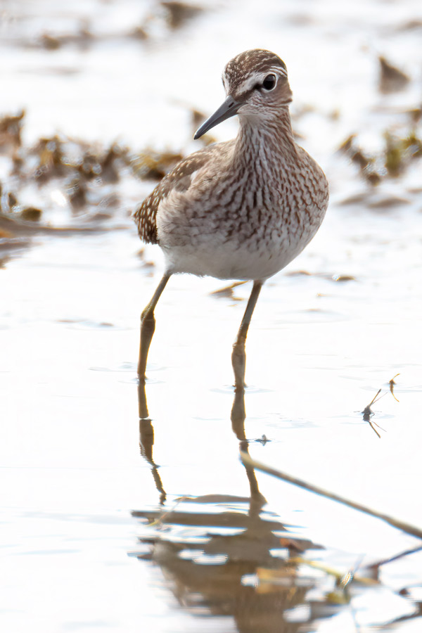 Wood Sandpiper