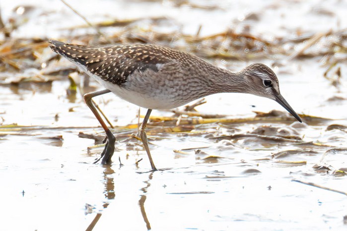 Wood Sandpiper