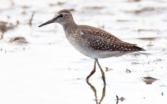 Wood Sandpiper