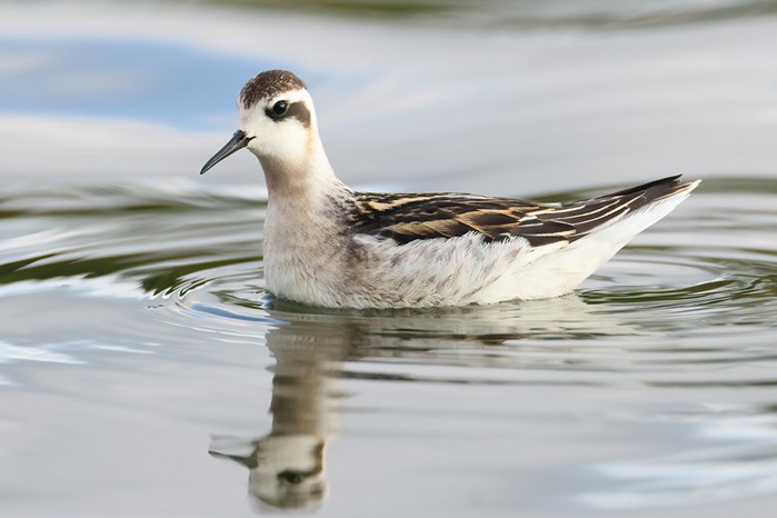 Red-necked Phalarope