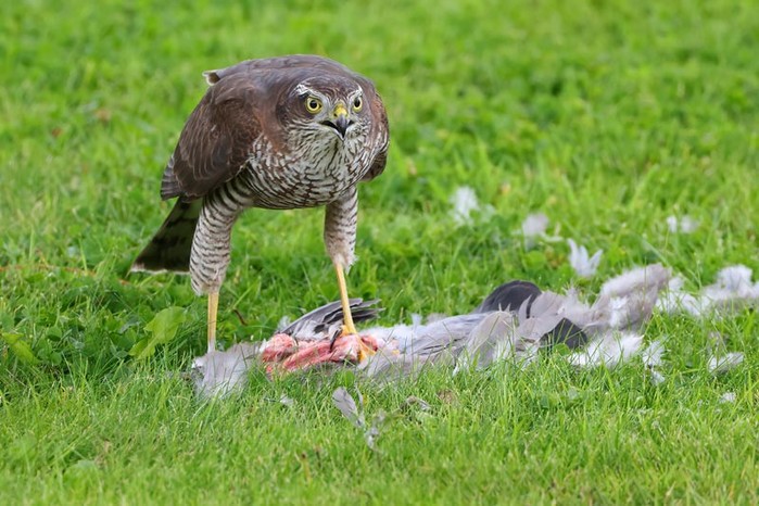 Sparrowhawk